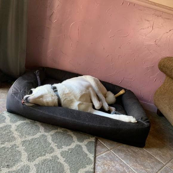 akita_luvr